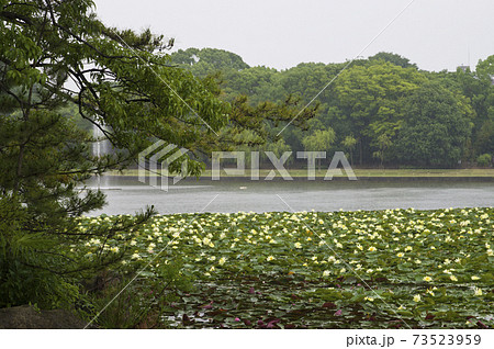池にピンク色や黄色のスイレンの花がたくさん咲いています。 73523959