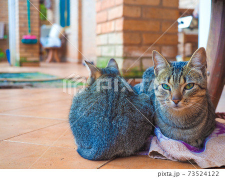 猫・キジトラ2匹の前後ろ 73524122