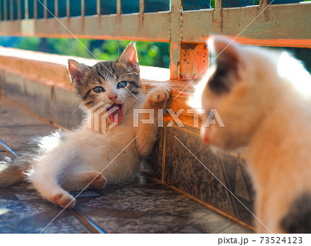 子猫のいる生活(キジ白・三毛) 子猫のいる生活(キジ白・三毛) 73524123