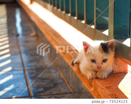 子猫のいる生活 三毛猫 の写真素材