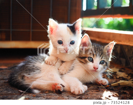 子猫のいる生活(キジトラ白・三毛の正面) 子猫のいる生活(キジトラ白・三毛の正面) 73524128