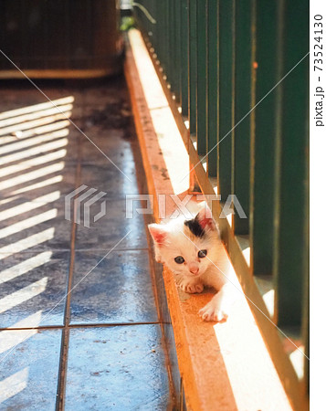 子猫のいる生活(三毛猫) 73524130