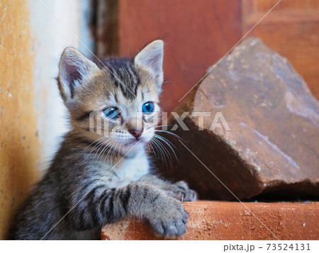 子猫のいる生活(キジトラ) 子猫のいる生活(キジトラ) 73524131