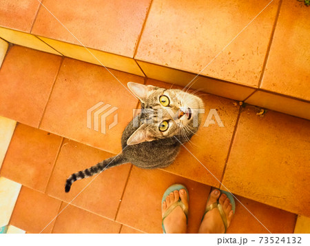 猫のいる生活(飼い主にご飯をねだるキジトラ) 猫のいる生活(飼い主にご飯をねだるキジトラ) 73524132