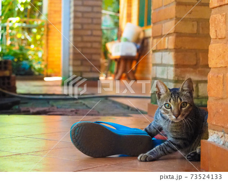 猫のいる生活(サンダルで遊ぶキジトラ) 猫のいる生活(サンダルで遊ぶキジトラ) 73524133