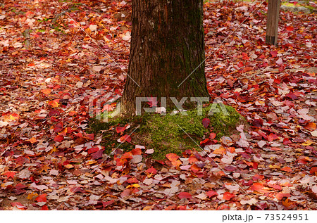 根元に苔の生えた木の下に無数に散らばる複数種類の紅葉した落ち葉の写真素材