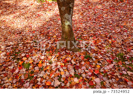 木の下に無数に散らばる複数種類の紅葉した落ち葉の写真素材