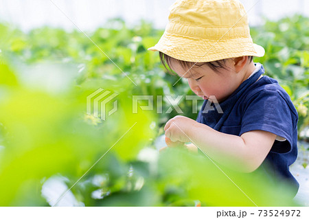 苺狩り　幼児　いちご狩り 73524972