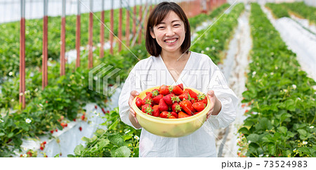 いちごの収穫　苺農家 73524983