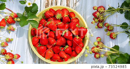 いちご狩り　苺ハウス 73524985