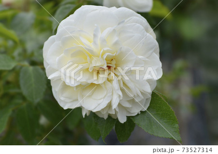 Lady Romantica rose Lady Romantica rose 73527314
