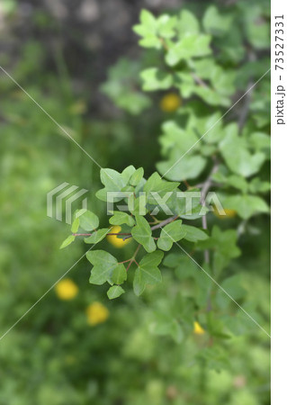 Cretan maple Cretan maple 73527331