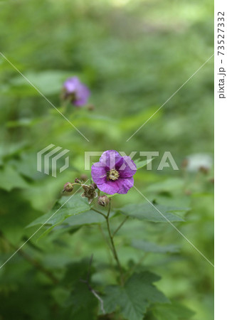 Flowering raspberry 73527332
