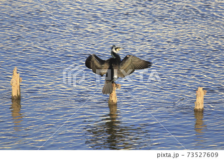 羽ばたくカワウ 羽ばたくカワウ 73527609