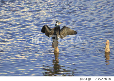 羽ばたくカワウ 羽ばたくカワウ 73527610