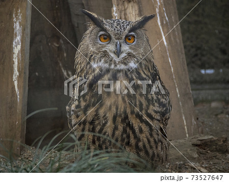 ワシミミズク　フクロウ科　黒バック　ミミズク 73527647