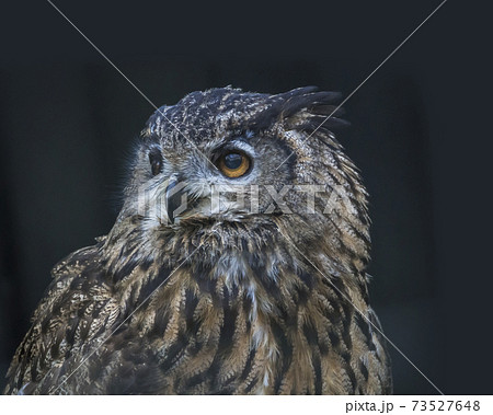 ワシミミズク フクロウ科 黒バック ミミズクの写真素材