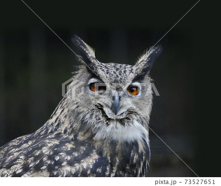 ワシミミズク　フクロウ科　黒バック　ミミズク 73527651