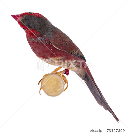 White bellied Crimson Finch on white White bellied Crimson Finch on white 73527809