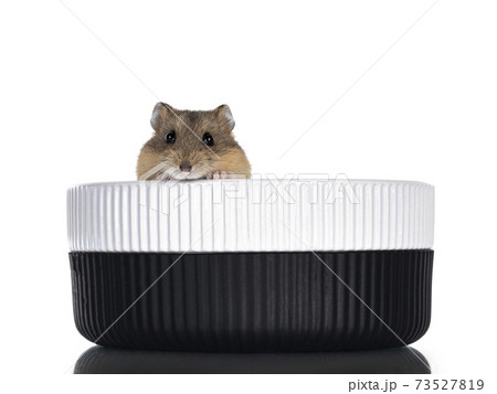 Hamster on white background 73527819