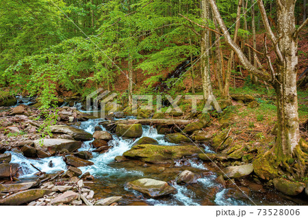 mountain river runs through the forest. water flow among the rocks. trees in fresh green foliage. beautiful nature scenery in spring mountain river runs through the forest. water flow among the rocks. trees in fresh green foliage. beautiful nature scenery in spring 73528006