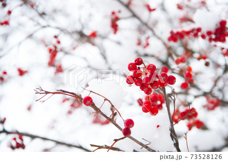 Rowanberry twig in snow. Bunch of rowan berries with ice 73528126