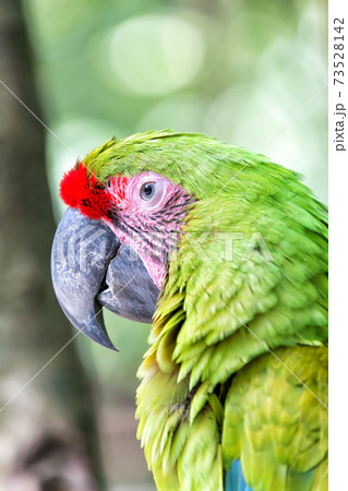green ara parrot outdoor green ara parrot outdoor 73528142
