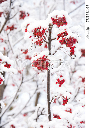 Christmas or new year concept Christmas or new year concept 73528143