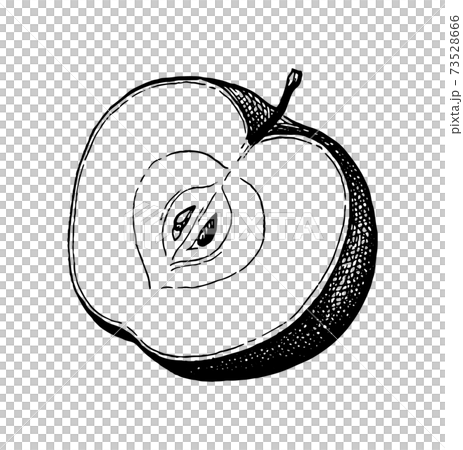 Ink sketch of apple. Ink sketch of apple. 73528666