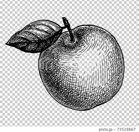 Ink sketch of apple. Ink sketch of apple. 73528667
