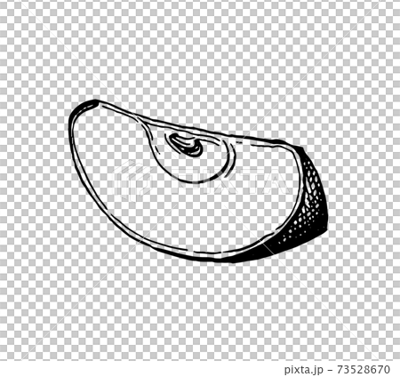 Ink sketch of apple. Ink sketch of apple. 73528670