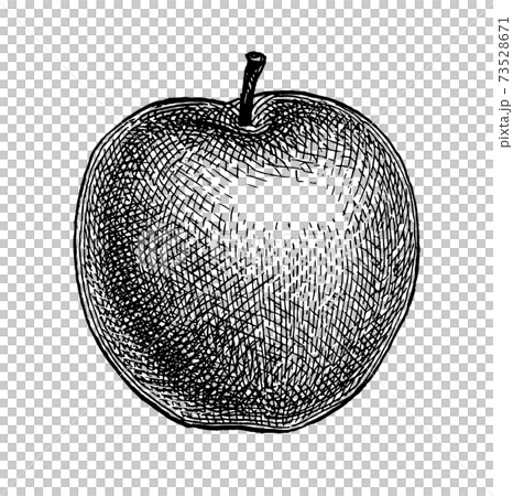 Ink sketch of apple. 73528671