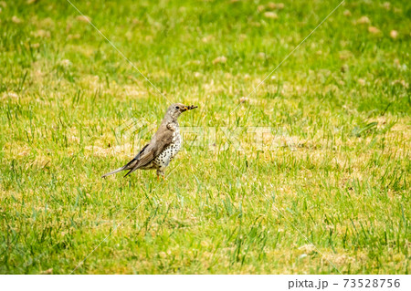 Kestrel catching worms on a lawn in County Donegal - Ireland. Kestrel catching worms on a lawn in County Donegal - Ireland. 73528756