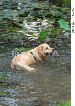 Vertical photo of golden retriever dog playing in water Vertical photo of golden retriever dog playing in water 73528783