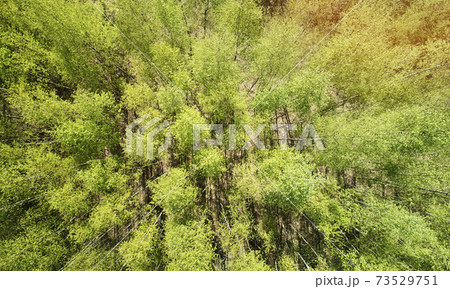 Green trees above view 73529751