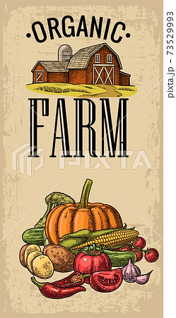 Poster with farm and set vegetables. Cucumbers, Garlic, Corn, Pepper, Broccoli, Potato and Tomato. 73529993