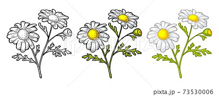 Chamomile flower with leaf. Color engraving vintage illustration on white background 73530006