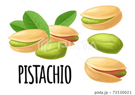 Pistachio Nut With And Without Shell Vector のイラスト素材