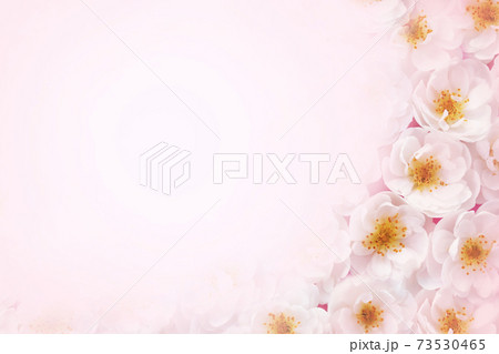 Spring blooming flowers or summer blossoming delicate roses festive background, pastel and soft bouquet floral card, selective focus, toned Spring blooming flowers or summer blossoming delicate roses festive background, pastel and soft bouquet floral card, selective focus, toned 73530465