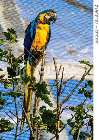 The Blue-and-yellow Macaw, Ara ararauna is a large South American parrot 73530642