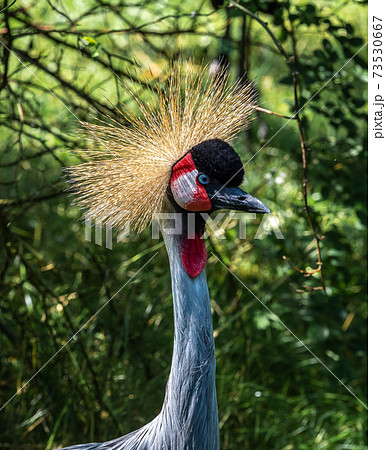 Black Crowned Crane, Balearica pavonina in a park 73530667