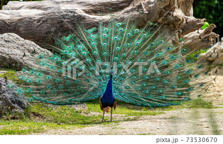 Indian Peacock or Blue Peacock, Pavo cristatus Indian Peacock or Blue Peacock, Pavo cristatus 73530670