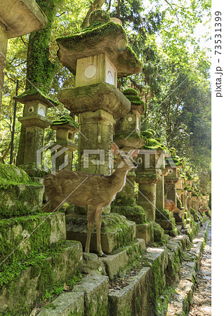 奈良県　春日大社の鹿 73531399