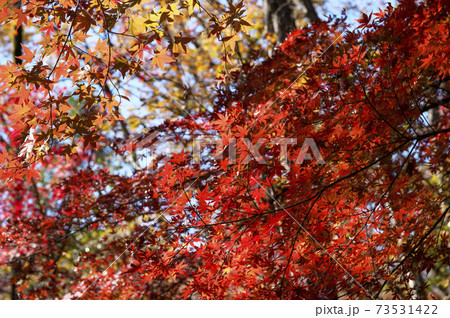 紅葉の狭山丘陵　色づくモミジ 73531422