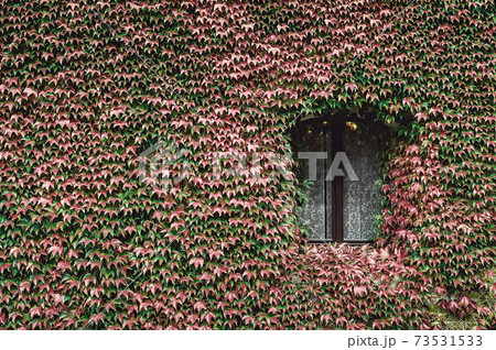 Window of an old house with wall overgrown by wild grapes 73531533
