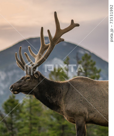Male Mountain Elk Standing in Mountains in Sunrise 73531992