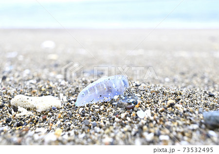 奄美大島の砂浜に漂着するカツオノエボシ 奄美大島の砂浜に漂着するカツオノエボシ 73532495