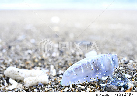 奄美大島の砂浜に漂着するカツオノエボシ 73532497