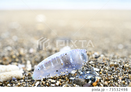 奄美大島の砂浜に漂着するカツオノエボシ 73532498