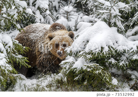 Close wild big brown bear in winter forest Close wild big brown bear in winter forest 73532992